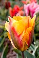 Tulipa tulp tulpen tulip tulips tulipe tulipes tulpenfestival evenement event festival tulpenroute route tulpenbol tulpenbollen tulpenveld tulpenvelden flora flore keukenhof blanc jaune rose rouge purple noir orange